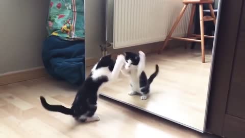 Funny video cat with mirror|funny video.