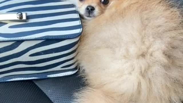 Cole dog Lying on the coch