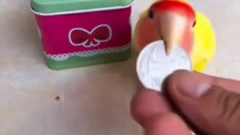 Smart little bird
