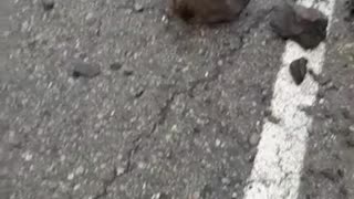 Por torrenciales lluvias el municipio de Barichara se vio afectado.