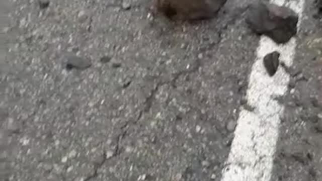 Por torrenciales lluvias el municipio de Barichara se vio afectado.