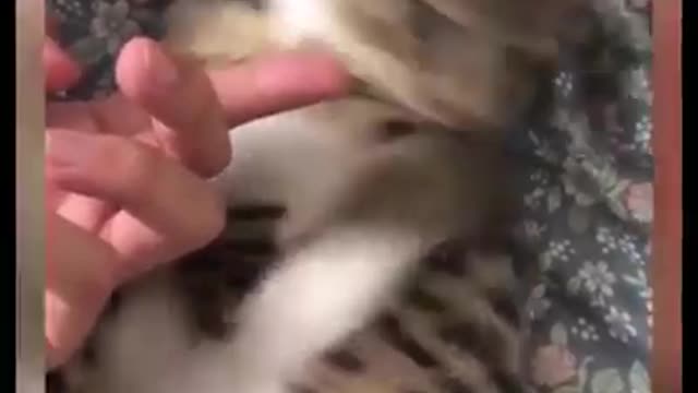 Funny Cats Video 😂 It's Time To Laugh With Cats And Kittens!