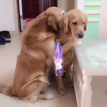 Isn’t that true love? amazing creature