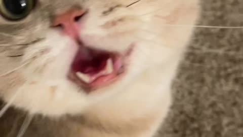 Cat very wonderful