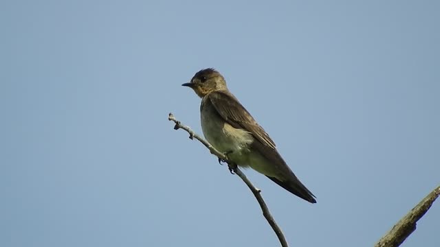 bird-cheerful-oaks-nature-fauna