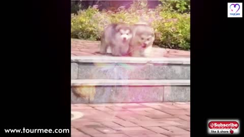 Cute Cats & Dogs Funny Videos Compilation 2021