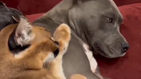 Caracal vs Dog 🐶🐶🐶🐶🐶