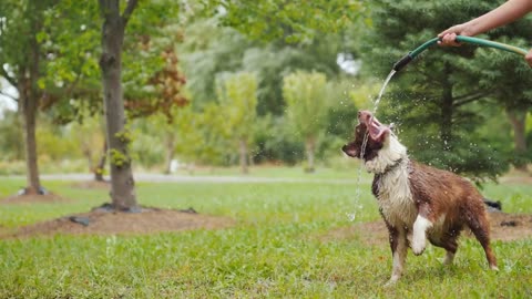 dog cute videos funny playing garden water hoses