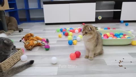 Funniest Animals 2024 😂 Best Funny Cats and Dogs Videos