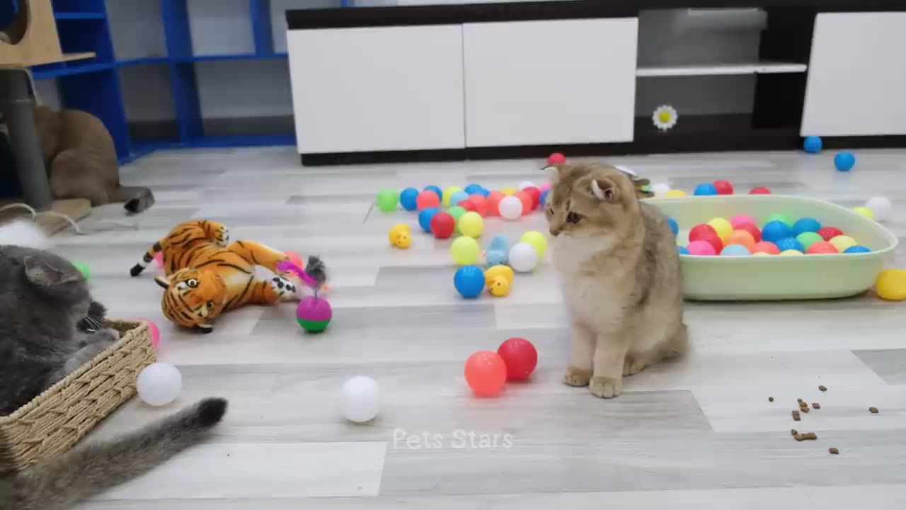 Funniest Animals 2024 😂 Best Funny Cats and Dogs Videos