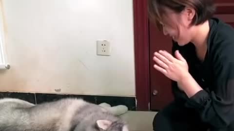Tranding Cute funny cat, dogs funny videos