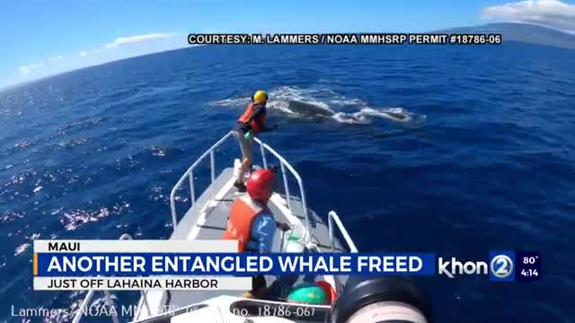 Mother humpback whale with baby freed from fishing gear off Maui