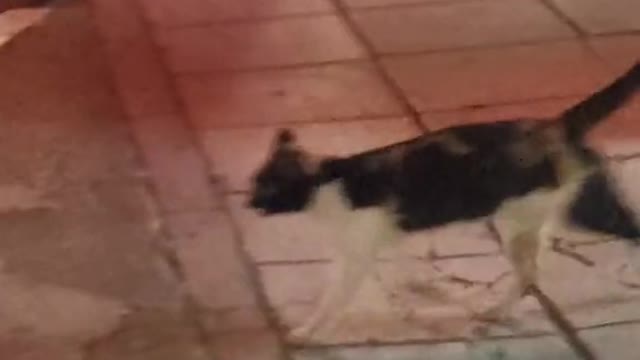 My Cat Robs A Shop Several Times! WOW