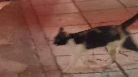 My Cat Robs A Shop Several Times! WOW