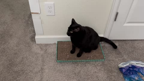 Adopting a Cat from a Shelter Vlog - Cute Precious Piper Gives a Tuffet Demonstration