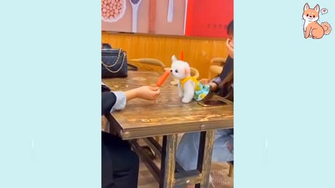 Cute Fanny and smart Dog's