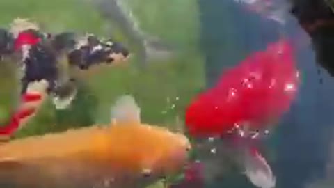 Koi fish pond