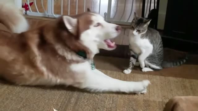 ##Cute Catsπ»π»π» And Dogs πΆ πΆ πΆ ##π»π»πΆπΆ