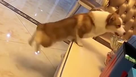 Short video of a dog jumping.