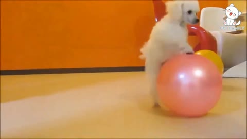 How To Train Your Puppy