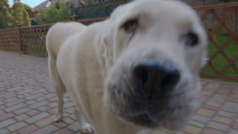 Happy big cute friendly pet dog wagging his tail