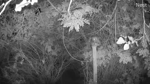Western Screech Owls