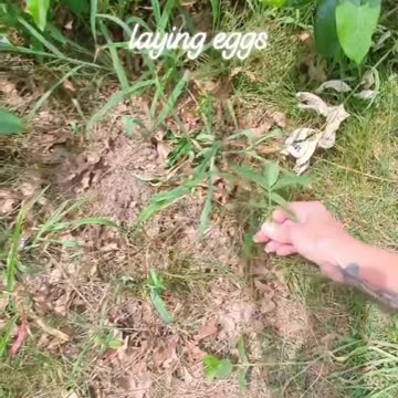 Monarch Butterfly Season 2024 Part 4