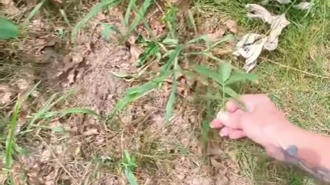 Monarch Butterfly Season 2024 Part 4