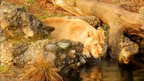 African wild animals