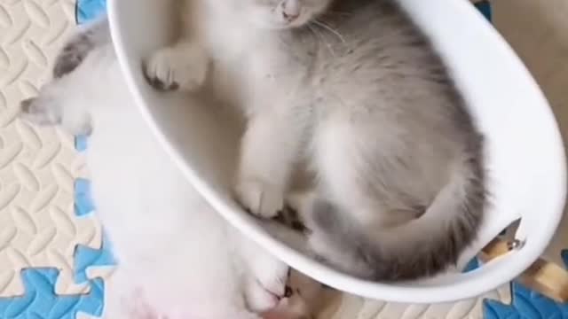 Uncle's house has a lively and cute kitten