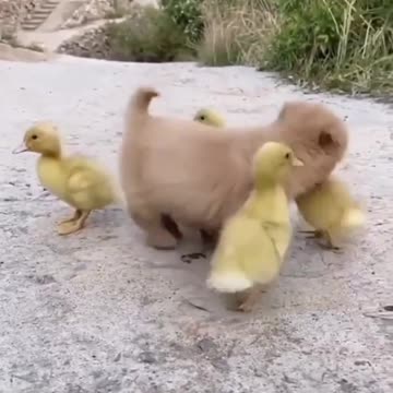 The Baby and His Bestfriends