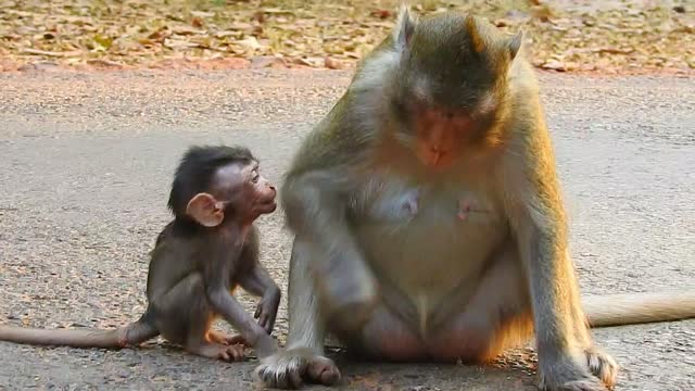 Funny animals, Cute baby monkey love mom,#19#love animals.