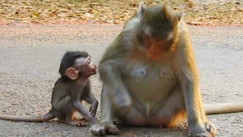Funny animals, Cute baby monkey love mom,#19#love animals.