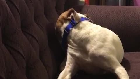 Dog on couch bites tail