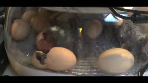 Hatching Barred-Rocks in Real Time (From start to finish)