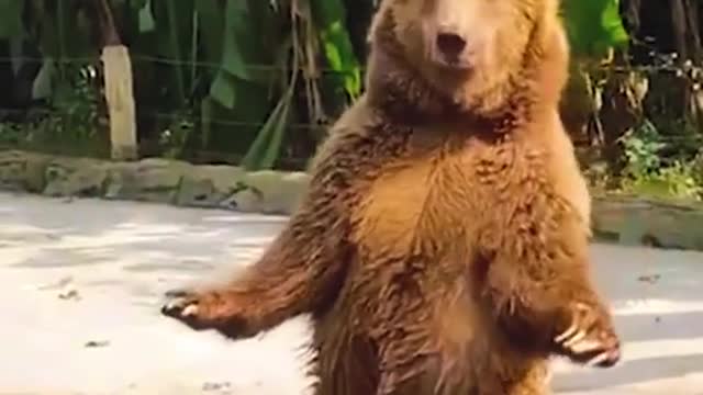 Funny pets