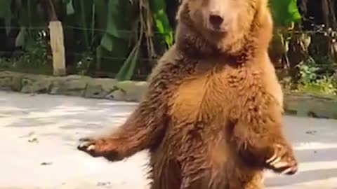 Funny pets