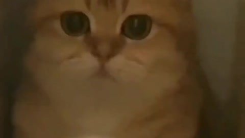 Horror small cat