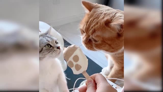 Baby Cats Cute Videos Compilations Part 7