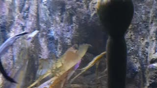 The aquarium at the Melbourne zoo