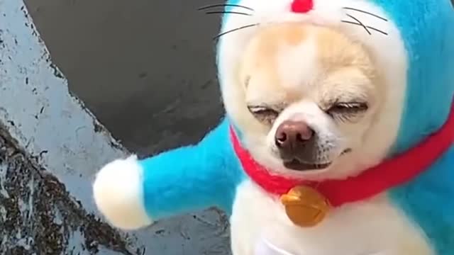 #Funniest #Cats 🐱 and #Dogs 🐶 #Part 27