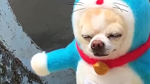 #Funniest #Cats 🐱 and #Dogs 🐶 #Part 27