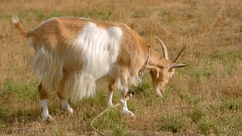 A goat eat grass