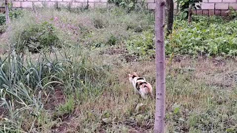 Mother cat wants to hunt sparrows. A cat must provide milk for her kittens