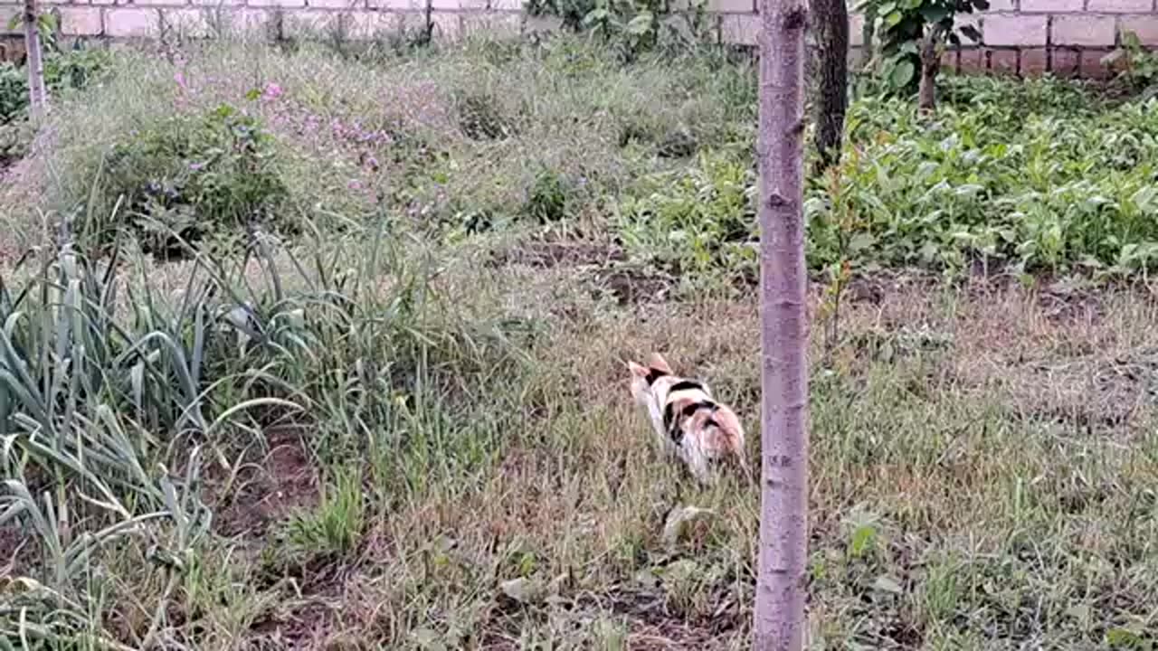 Mother cat wants to hunt sparrows. A cat must provide milk for her kittens