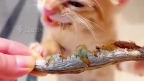 Eating a cute cat.