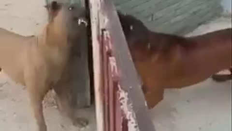 These dogs think we're idiots.