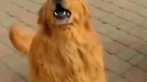 Hungry Dogs Behaviour