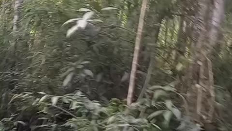 Trilha em túnel de trem