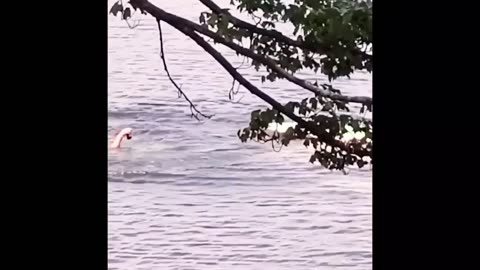 Try not to laugh